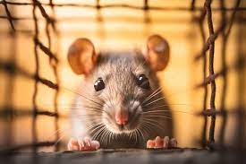 Krupa Pest Control’s professional rat control services