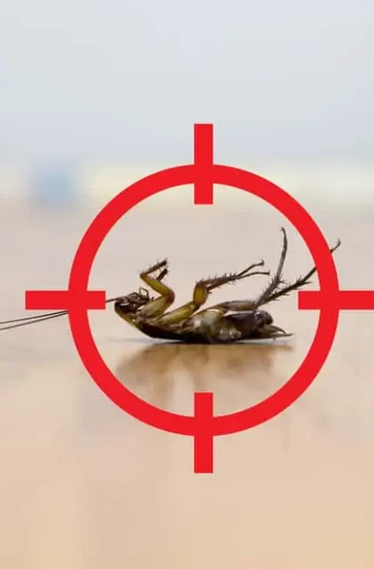 Cockroach control