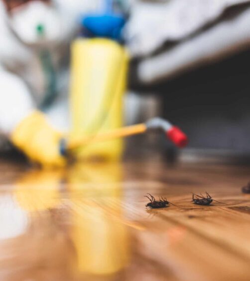 Pest_Control_iStock_1158253619-1-scaled