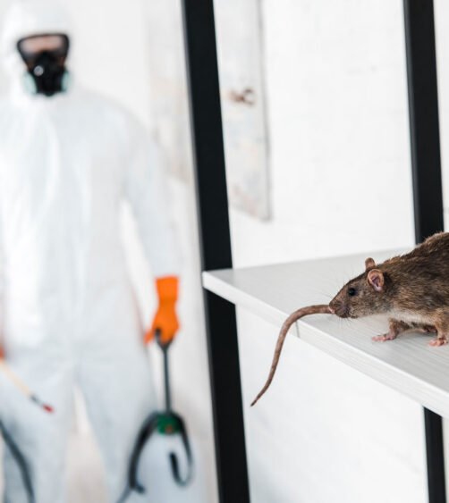 Rodent Control