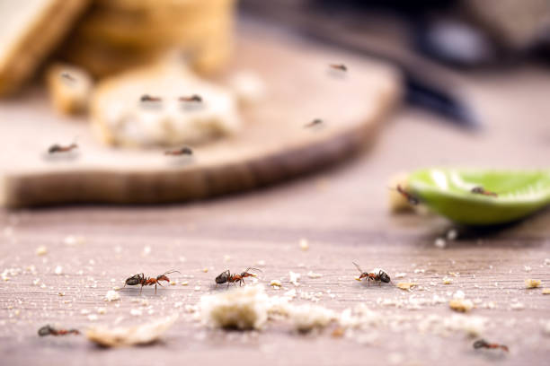 Ant Control Services